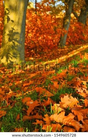 Similar – Image, Stock Photo flurry of leaves Nature