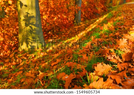 Similar – Image, Stock Photo flurry of leaves Nature