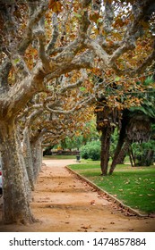 Autumn in Parc de la Ciutadella - alley lined with platan trees. Barcelona, Spain