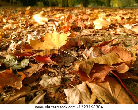 Similar – Image, Stock Photo flurry of leaves Nature