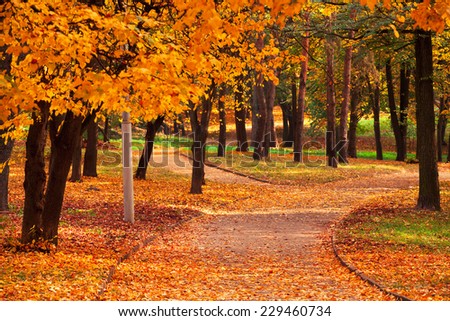 Similar – Image, Stock Photo autumn foliage Environment