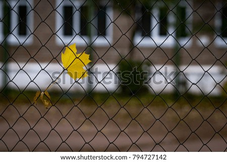 Similar – Image, Stock Photo Tulip in Winter Flower