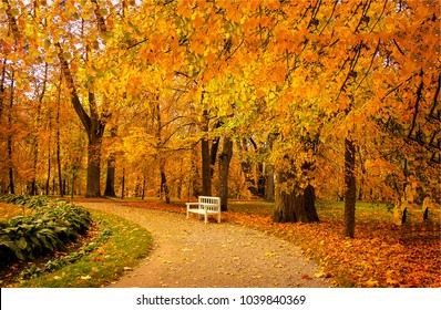 Autumn Park Bench. Tree Alley In Fall Background