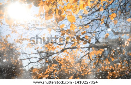 Similar – Image, Stock Photo ghost Autumn Plant Leaf