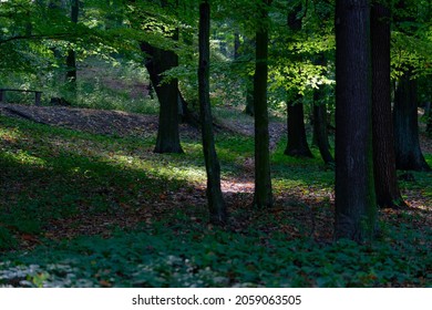 Autumn Park Impressions. Trees With Light Breaking Through, Earth Full Of Leaves, No People.