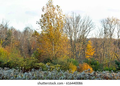 Autumn In The Park.  Lackawanna State Park In Pennsylvania