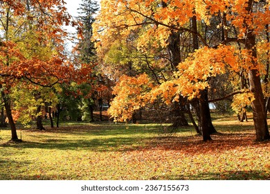 Autumn park in October on a sunny day, path with red maple leaves and oaks, background. Beautiful bright natural landscape in the park, seasons, golden autumn season, invitation to walk,