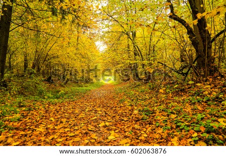 Similar – Image, Stock Photo autumn 1 Human being