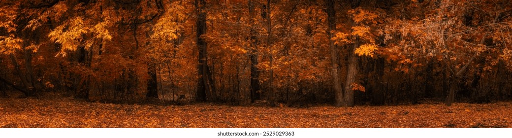 autumn park. vibrant orange-red colours of late fall. beautiful widescreen panoramic view in 20x5 format with lush foliage on trees and fallen. wide side view - Powered by Shutterstock