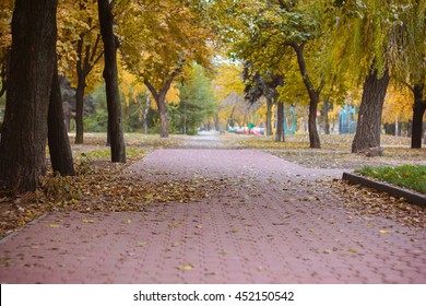 Autumn park with yellow leaves. Bright autumn