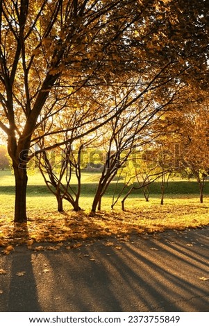 Similar – Herbstspaziergang mit Hund