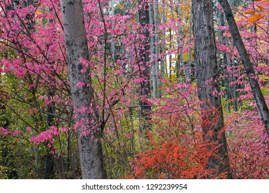 Autumn Pastels.  Destination Lackawanna State Park In  Pennsylvania