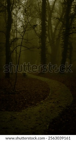 autumn path in the forest  