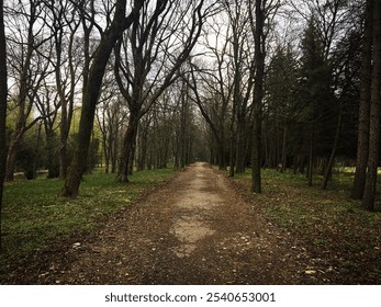 Autumn path in the forest. Fallen leaves in autumn in the park. - Powered by Shutterstock