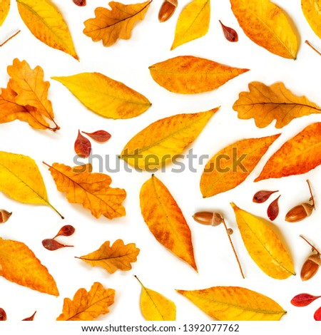 Autumn Pattern. Fall composition with   acorns, golden marple and oak  leaves isolated on white background. Flat lay, top view