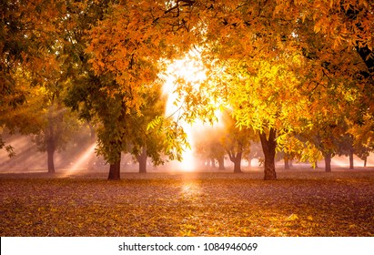 Autumn Pecan Groves