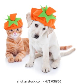 Autumn Pet Puppy Dog And Kitten Cat Together Dressed Up And Wearing Fall Pumpkin Hat Costumes For Thanksgiving And Halloween Trick Or Treat