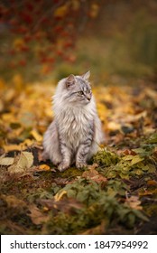 Autumn Photo Of A Gray Cat On A Background Of Red Berries.