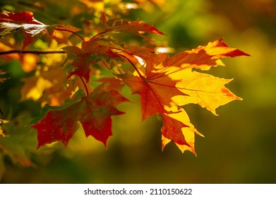 1,428 Sun valley maple trees Images, Stock Photos & Vectors | Shutterstock