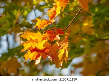 1,428 Sun valley maple trees Images, Stock Photos & Vectors | Shutterstock