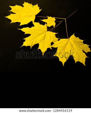 Similar – Image, Stock Photo The sheet 33 Maple tree