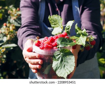 Autumn Picking Of Berries. An Older Woman Collects Red Ripe Remontant Raspberries From The Branches. Harvesting Season.