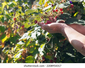 Autumn Picking Of Berries. An Older Woman Collects Red Ripe Remontant Raspberries From The Branches. Harvesting Season.