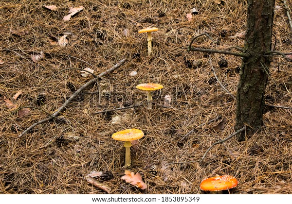Autumn picking of\
mushrooms in the forest mushrooms in a bag and in a bucket on the\
hood of a car in a\
meadow