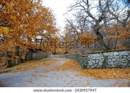 Autumn Picnic Area: Capturing the Beauty of Nature Trails, Mossy Rocks, and Fallen Leaves