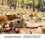 Autumn in Piedmont. Chestnut forest in the province of Cuneo.