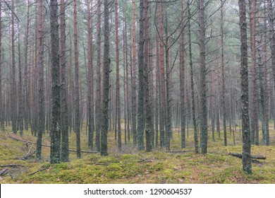 Autumn pine forest