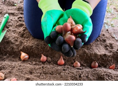 Autumn Planting Of Tulip Bulbs In October. When And How To Plant Tulips. Care And Preparation Of Bulbs. Bulbs Of Flowers Ready For Autumn Planting.