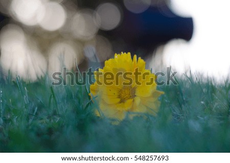 Similar – Image, Stock Photo wimps Flowerpot Plant