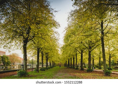 Autumn Plants And Trees Of A Park In Bos En Lommer, Amsterdam The Netherlands