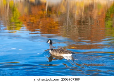 Autumn pond with duck. Fall nature. Autumn nature and lake. Seasonal fall nature. Autumn pond in scenic fall. Duck lake. Duck in pond with autumn leaves. Duck watching - Powered by Shutterstock