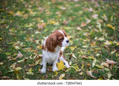 Autumn portrait of dog cavalier king charles with yellow leaves on background
