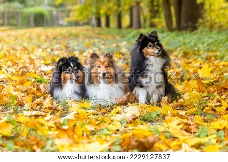 Autumn portrait of four cute and smiling shetland sheepdogs. Nice and beautiful shelties sitting outdoors on sunny day with yellow background. Little black sable and white lassies dogs, small collies 