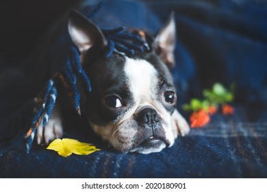 Autumn Portrait Of A Sleepy Boston Terrier Dog, Wrapped At Home In A Warm Cozy Blanket. The Concept Of Comfort And Warmth. Fall Relax.