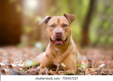 Autumn portrait of yellow terrier dog