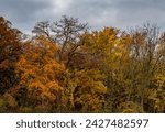 Autumn is progressing and the tops of trees are losing leaves while the understory is just coming into primer color, Oldfield Oaks Forest Preserve, DuPage County, Illinois