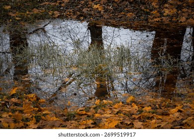 Autumn puddle with grass and tree reflection in water, calm seasonal nature background with fallen leaves