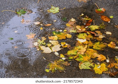 Autumn puddle with reflections of trees and fallen yellow leaves. Cloudy day after the rain. Natural background. Rainy weather forecast. Colorful autumn leaves laying on the wet pavement during  - Powered by Shutterstock