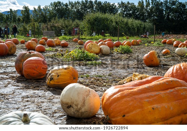 Autumn Pumpkin Patch\
Farm in North America