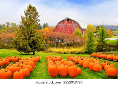 Autumn pumpkin patch with rustic old red barn in the background and fall colors, Vermont, USA