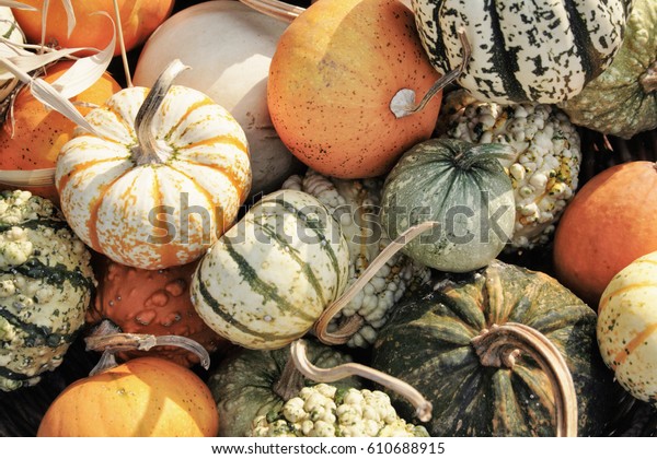 autumn\
pumpkins background from the halloween\
garden
