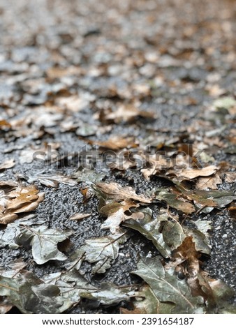 Autumn Rain: Close-Up of Wet Asphalt Blanketed with Colorful Fall Leaves