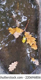 Autumn Rain And Oak Leaves In The Bird Bath