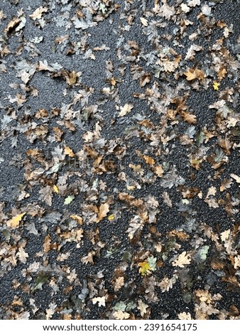 Autumn Rain: Wet Asphalt Blanketed with Colorful Fall Leaves