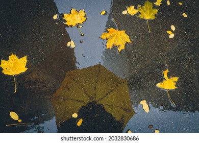Autumn rainy day in the city. Yellow leaves in a puddle on an asphalt sidewalk. Reflection of umbrella and high buildings on wet pavement.