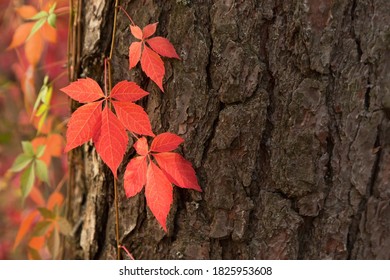 Autumn Red Boston Ivy Leaves On Tree Close Up. Fall Background, Texture With Copyspace